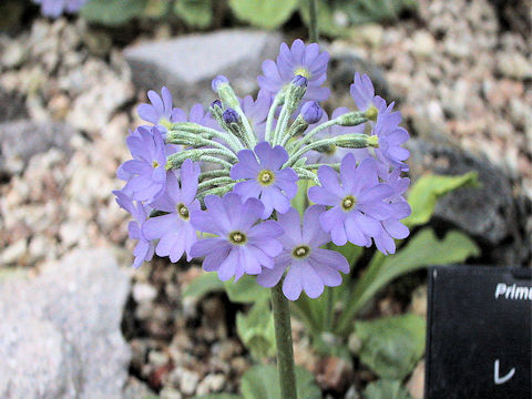 Primula modesta var. matsumurae