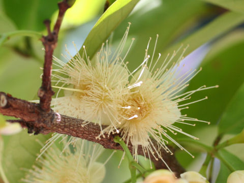 Syzygium samarangense