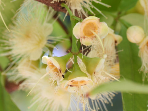 Syzygium samarangense