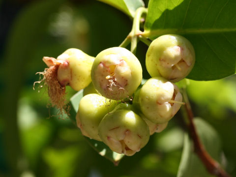 Syzygium samarangense