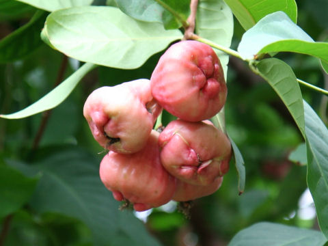 Syzygium samarangense