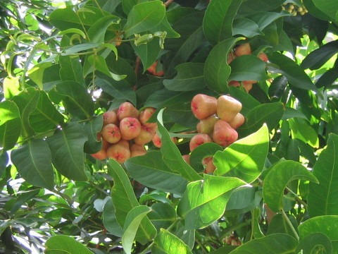 Syzygium samarangense