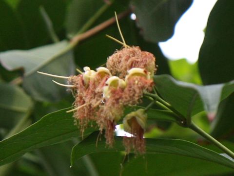 Syzygium samarangense