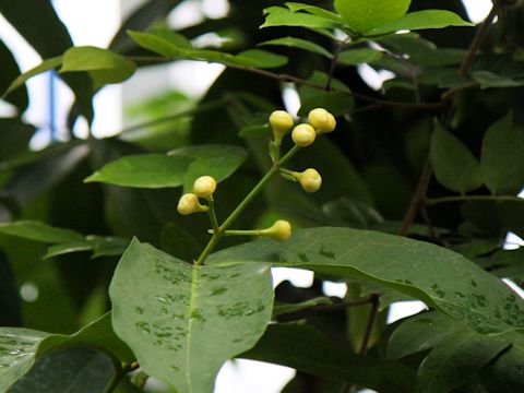 Syzygium samarangense