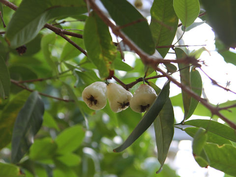 Syzygium samarangense