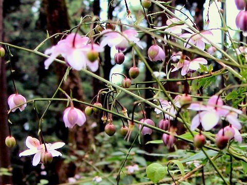 Anemonopsis macrophylla