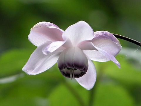 Anemonopsis macrophylla