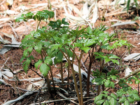 Anemonopsis macrophylla