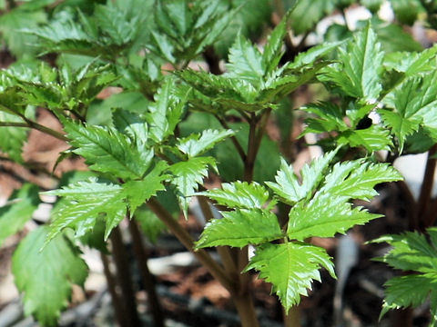 Anemonopsis macrophylla