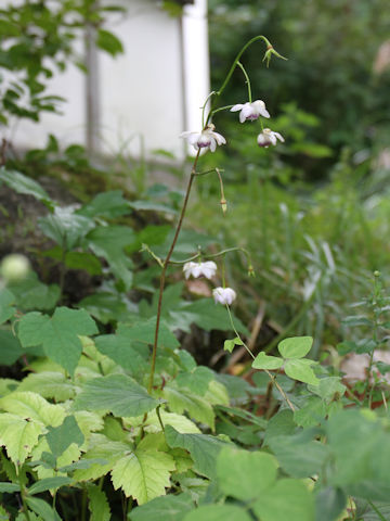 Anemonopsis macrophylla