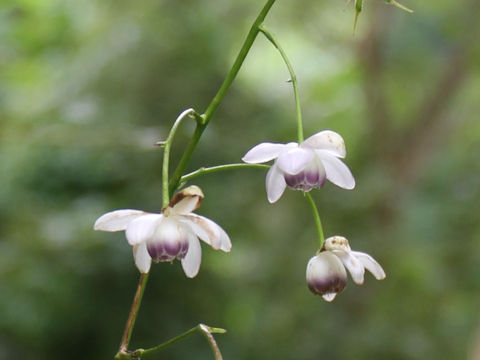 Anemonopsis macrophylla