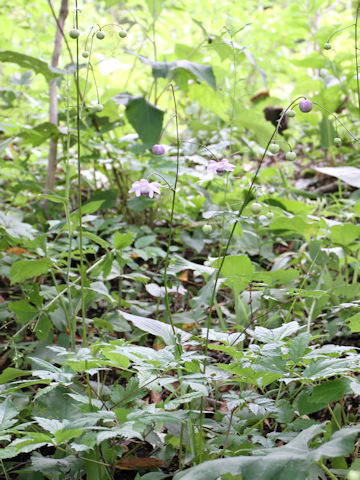 Anemonopsis macrophylla