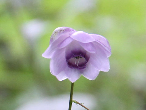 Anemonopsis macrophylla