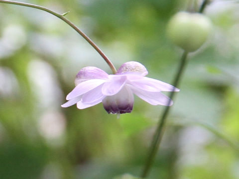 Anemonopsis macrophylla