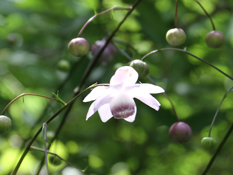 Anemonopsis macrophylla