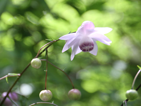 Anemonopsis macrophylla