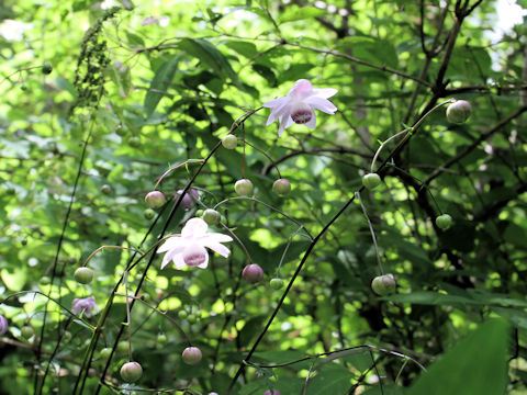 Anemonopsis macrophylla