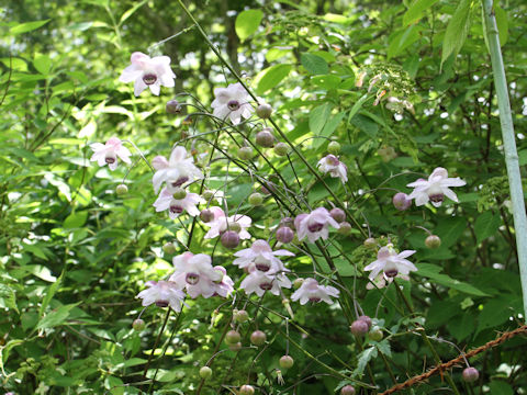 Anemonopsis macrophylla