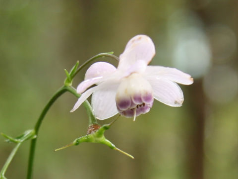 Anemonopsis macrophylla