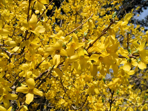 Forsythia suspensa