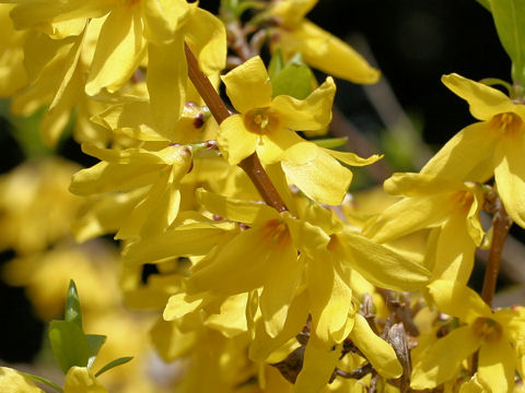 Forsythia suspensa