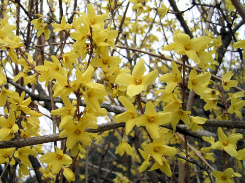 Forsythia suspensa