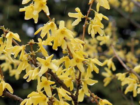 Forsythia suspensa