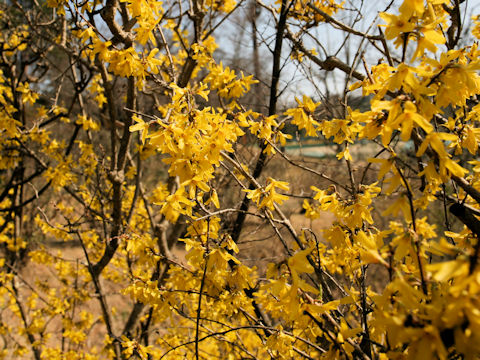 Forsythia suspensa