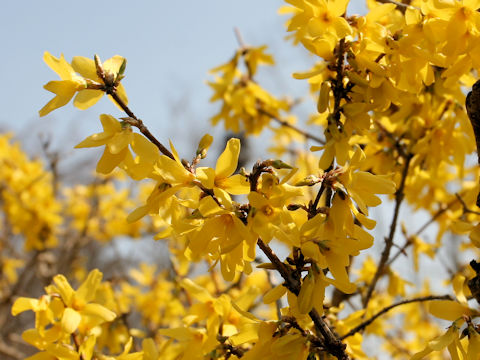 Forsythia suspensa