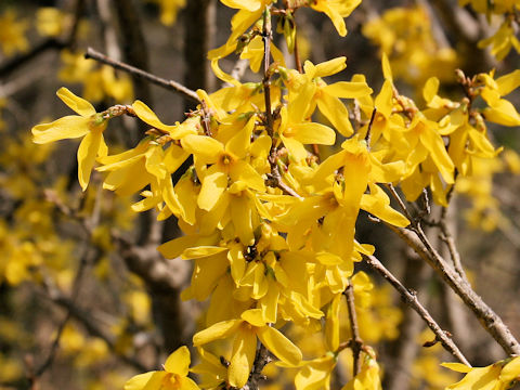 Forsythia suspensa