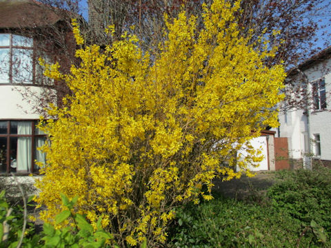 Forsythia suspensa