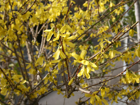 Forsythia suspensa