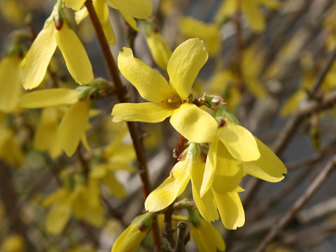 Forsythia suspensa