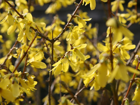 Forsythia suspensa