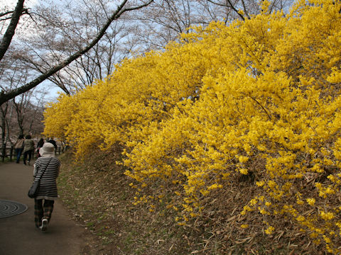 Forsythia suspensa