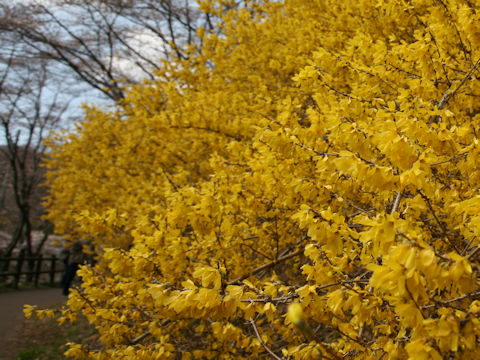 Forsythia suspensa