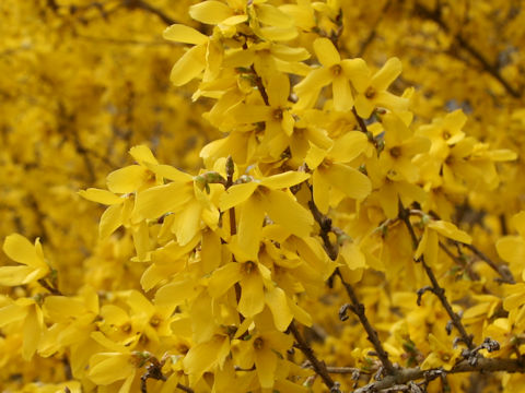 Forsythia suspensa