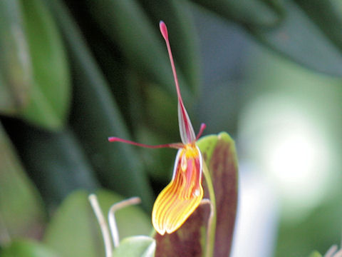 Restrepia striata