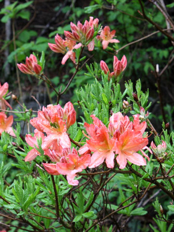 Rhododendron japonicum