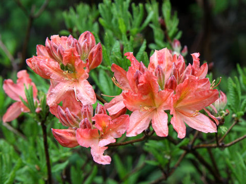 Rhododendron japonicum