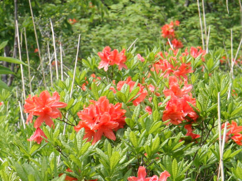 Rhododendron japonicum