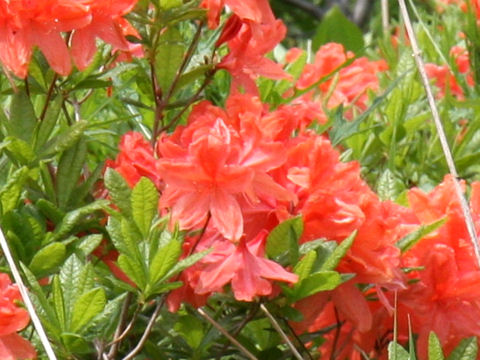 Rhododendron japonicum