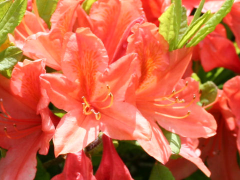 Rhododendron japonicum