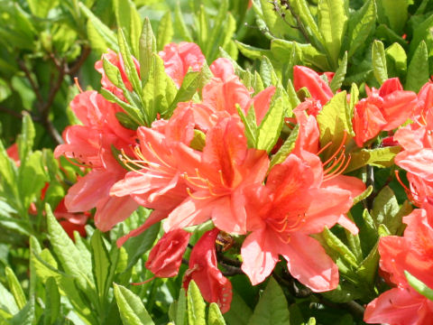 Rhododendron japonicum