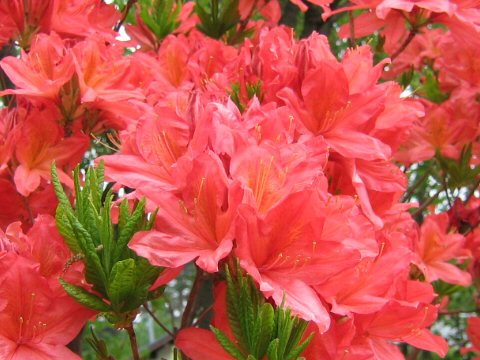 Rhododendron japonicum