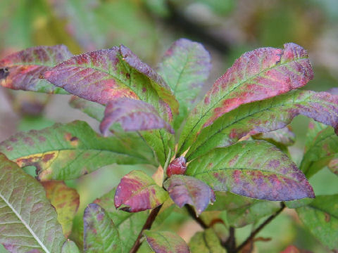 Rhododendron japonicum