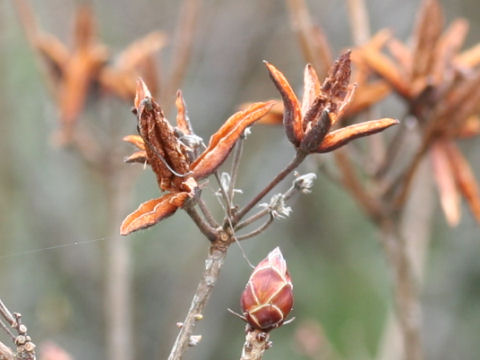 Rhododendron japonicum