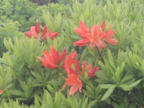 Rhododendron japonicum