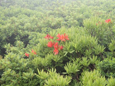 Rhododendron japonicum