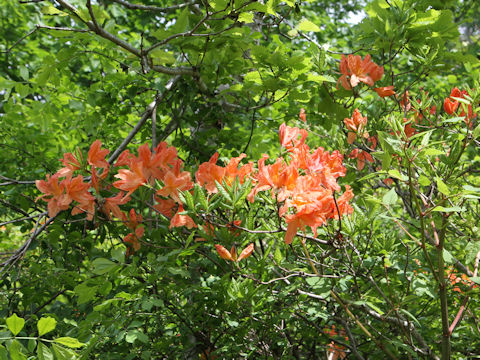 Rhododendron japonicum